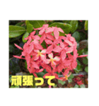 沖縄の草花 小満芒種   の季節（個別スタンプ：9）