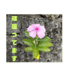 沖縄の草花 小満芒種   の季節（個別スタンプ：10）