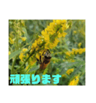 沖縄の草花 小満芒種   の季節（個別スタンプ：11）