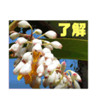 沖縄の草花 小満芒種   の季節（個別スタンプ：12）