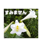 沖縄の草花 小満芒種   の季節（個別スタンプ：13）