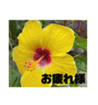 沖縄の草花 小満芒種   の季節（個別スタンプ：17）