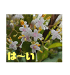 沖縄の草花 小満芒種   の季節（個別スタンプ：23）