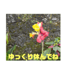 沖縄の草花 小満芒種   の季節（個別スタンプ：24）