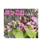 沖縄の草花 小満芒種   の季節（個別スタンプ：30）