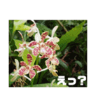 沖縄の草花 小満芒種   の季節（個別スタンプ：33）