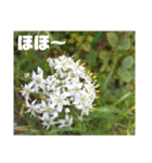 沖縄の草花 小満芒種   の季節（個別スタンプ：34）