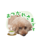 トイプードルのぱぴちゃん（個別スタンプ：2）