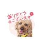 トイプードルのぱぴちゃん（個別スタンプ：4）