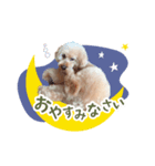 トイプードルのぱぴちゃん（個別スタンプ：6）
