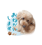 トイプードルのぱぴちゃん（個別スタンプ：8）
