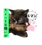 黒猫 ルナ院長148にゃんめ（個別スタンプ：5）