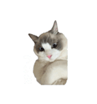 うちのラグドール。（個別スタンプ：11）