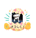 わが家の新旧お犬さん（個別スタンプ：1）
