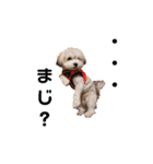 わが家の新旧お犬さん（個別スタンプ：2）