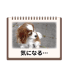 わが家の新旧お犬さん（個別スタンプ：7）