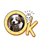 わが家の新旧お犬さん（個別スタンプ：8）