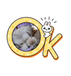 わが家の新旧お犬さん（個別スタンプ：9）