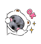 わが家の新旧お犬さん（個別スタンプ：10）