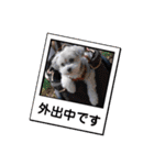 わが家の新旧お犬さん（個別スタンプ：15）