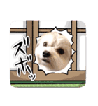 わが家の新旧お犬さん（個別スタンプ：16）