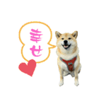 シバーズ隊（個別スタンプ：13）