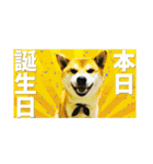 シバーズ隊（個別スタンプ：24）