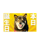 シバーズ隊（個別スタンプ：25）