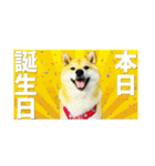 シバーズ隊（個別スタンプ：26）