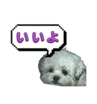 ちゃぴる？vol.1（個別スタンプ：1）
