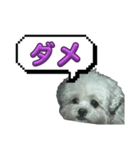 ちゃぴる？vol.1（個別スタンプ：2）