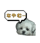 ちゃぴる？vol.1（個別スタンプ：3）