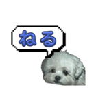 ちゃぴる？vol.1（個別スタンプ：4）