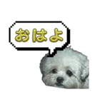 ちゃぴる？vol.1（個別スタンプ：5）