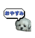 ちゃぴる？vol.1（個別スタンプ：6）