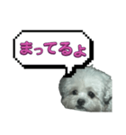 ちゃぴる？vol.1（個別スタンプ：7）