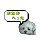 ちゃぴる？vol.1（個別スタンプ：8）