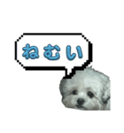 ちゃぴる？vol.1（個別スタンプ：9）