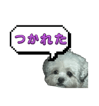 ちゃぴる？vol.1（個別スタンプ：10）
