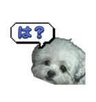 ちゃぴる？vol.1（個別スタンプ：11）
