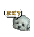 ちゃぴる？vol.1（個別スタンプ：12）