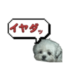 ちゃぴる？vol.1（個別スタンプ：14）