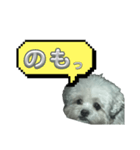 ちゃぴる？vol.1（個別スタンプ：15）
