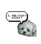 ちゃぴる？vol.1（個別スタンプ：16）