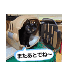 黒猫の颯汰スタンプ（個別スタンプ：20）