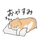 目付きのわるいかわいい柴犬のスタンプ（個別スタンプ：15）