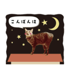 うちの娘 みぃ・もも（個別スタンプ：3）