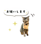 うちの娘 みぃ・もも（個別スタンプ：11）