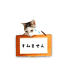うちの娘 みぃ・もも（個別スタンプ：15）