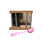 ぷーたん6歳（個別スタンプ：1）